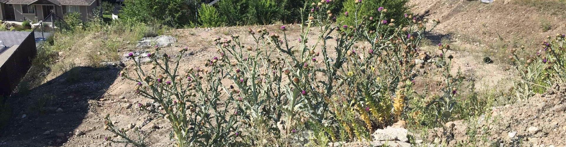 Scotch Thistle